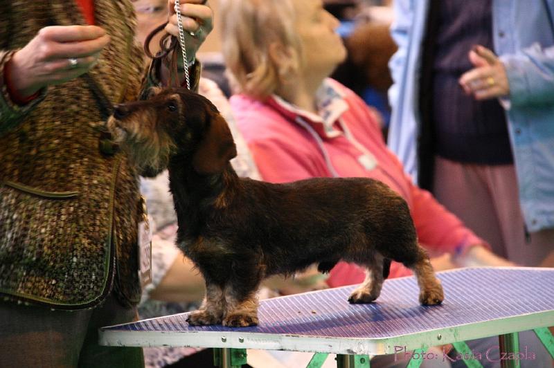 Crufts2011_2 482.jpg